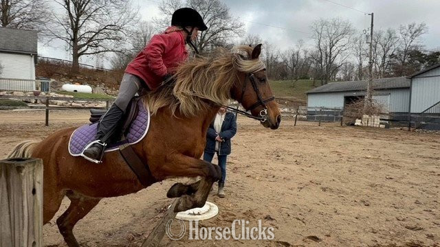 "Piper" Silver Bay Mare Pony in Michigan