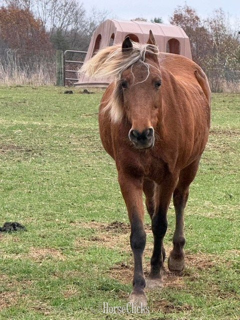 "Piper" Silver Bay Mare Pony
