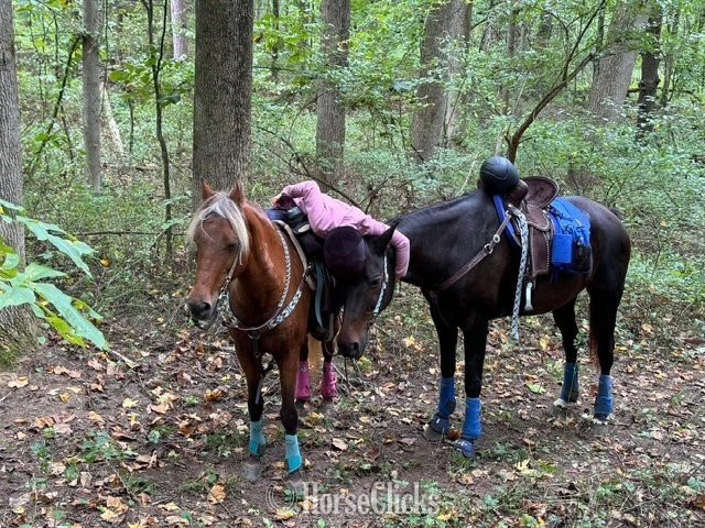 Michigan "Piper" Silver Bay Mare Pony
