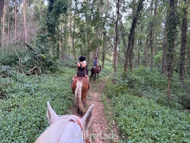 "Piper" Silver Bay Mare Pony - Pony
