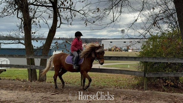 "Piper" Silver Bay Mare Pony Michigan