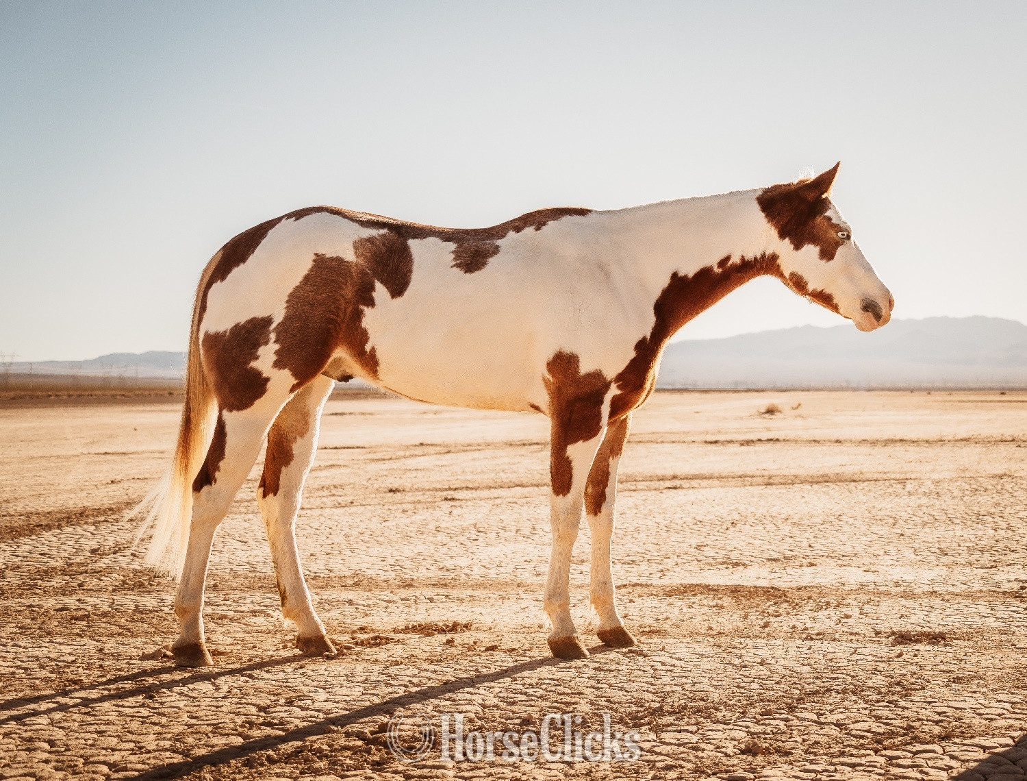 Utah "Intensive" Overo Gelding Paint