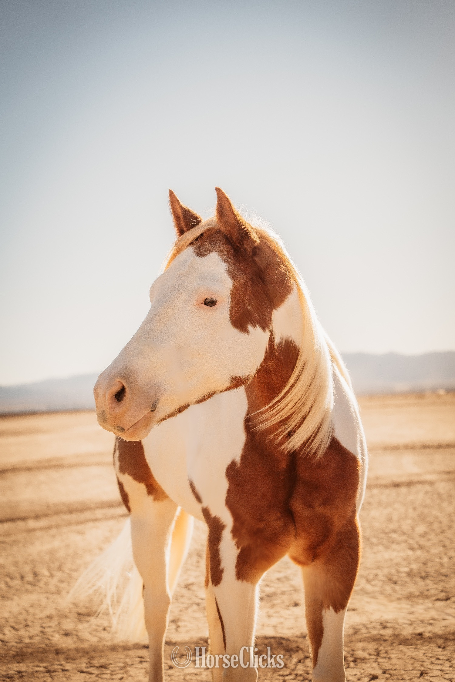 "Intensive" Overo Gelding Paint - Paint in Utah
