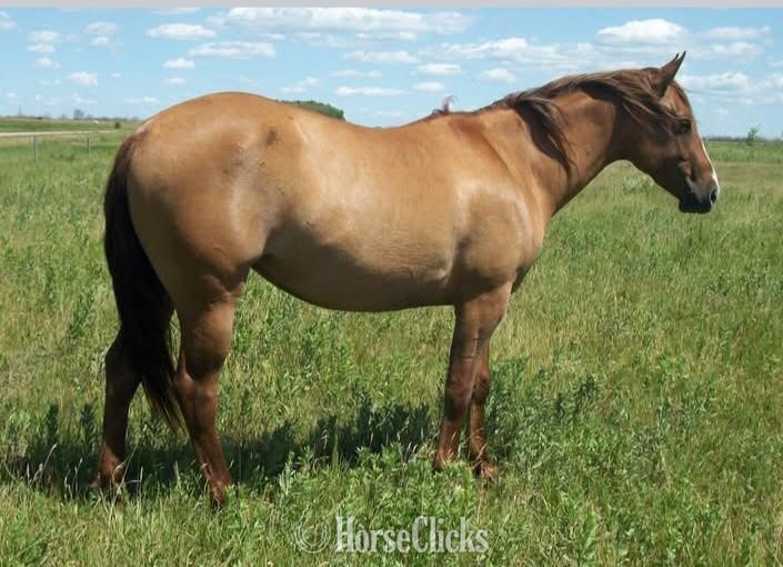 "Cats Dazy Duk" Dun Mare Quarter Horse in Manitoba