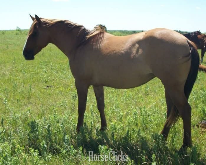 "Cats Dazy Duk" Dun Mare Quarter Horse