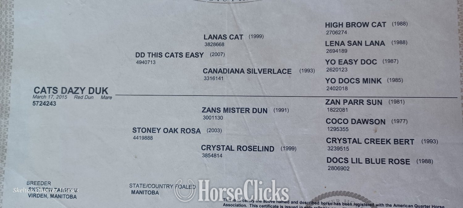 Manitoba "Cats Dazy Duk" Dun Mare Quarter Horse