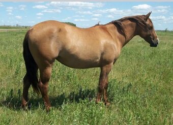 "Cats Dazy Duk" Dun Mare Quarter Horse