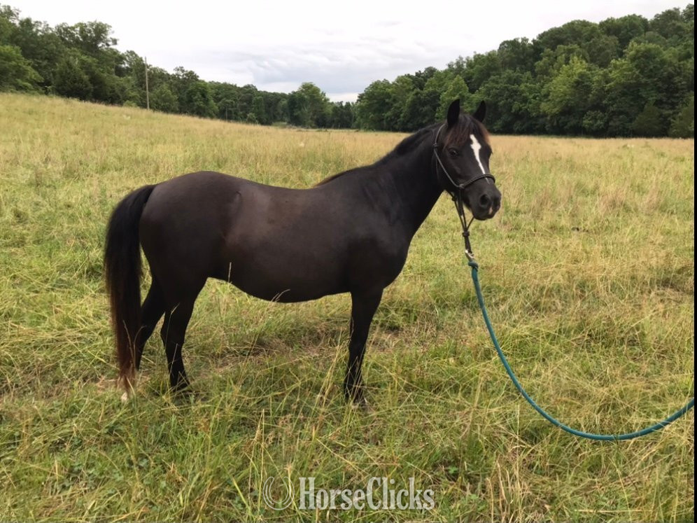 "Whinny" Black Mare Pony
