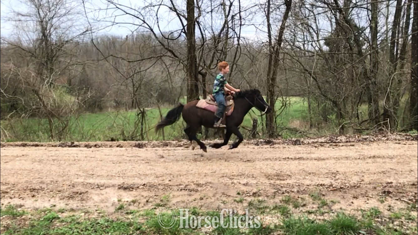 Missouri "Whinny" Black Mare Pony