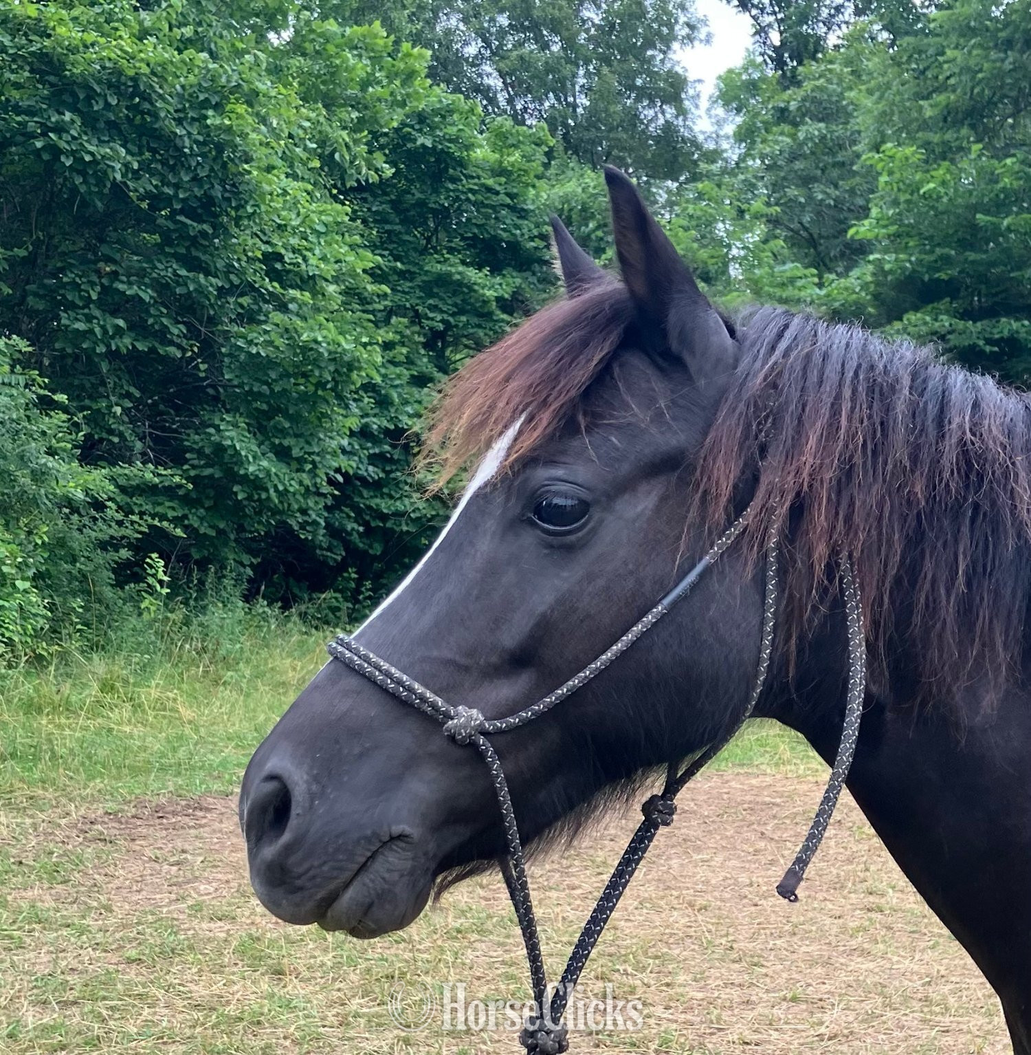 "Whinny" Black Mare Pony - Pony in Missouri