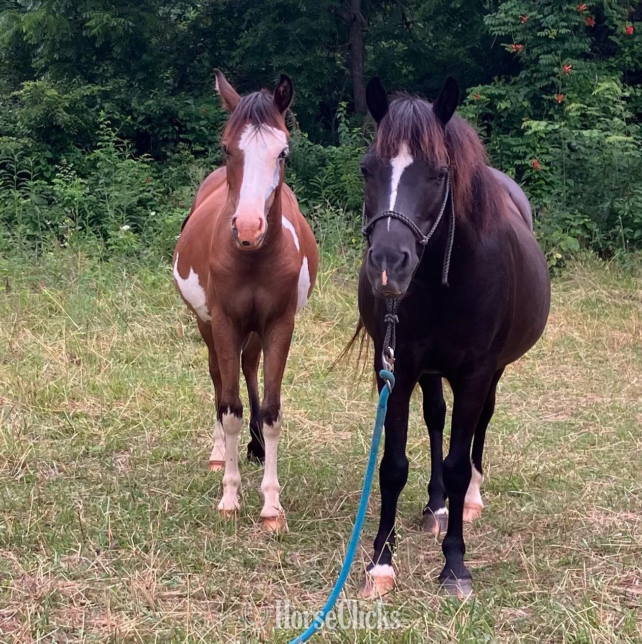 "Whinny" Black Mare Pony - Pony