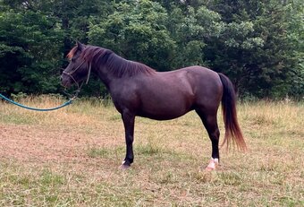 "Whinny" Black Mare Pony