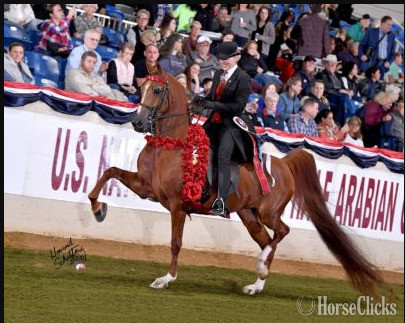 "Blazn Jewel HPF" Chestnut Mare Arabian in British Columbia