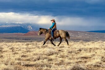 "Mesa " Grey Mare Quarter Horse