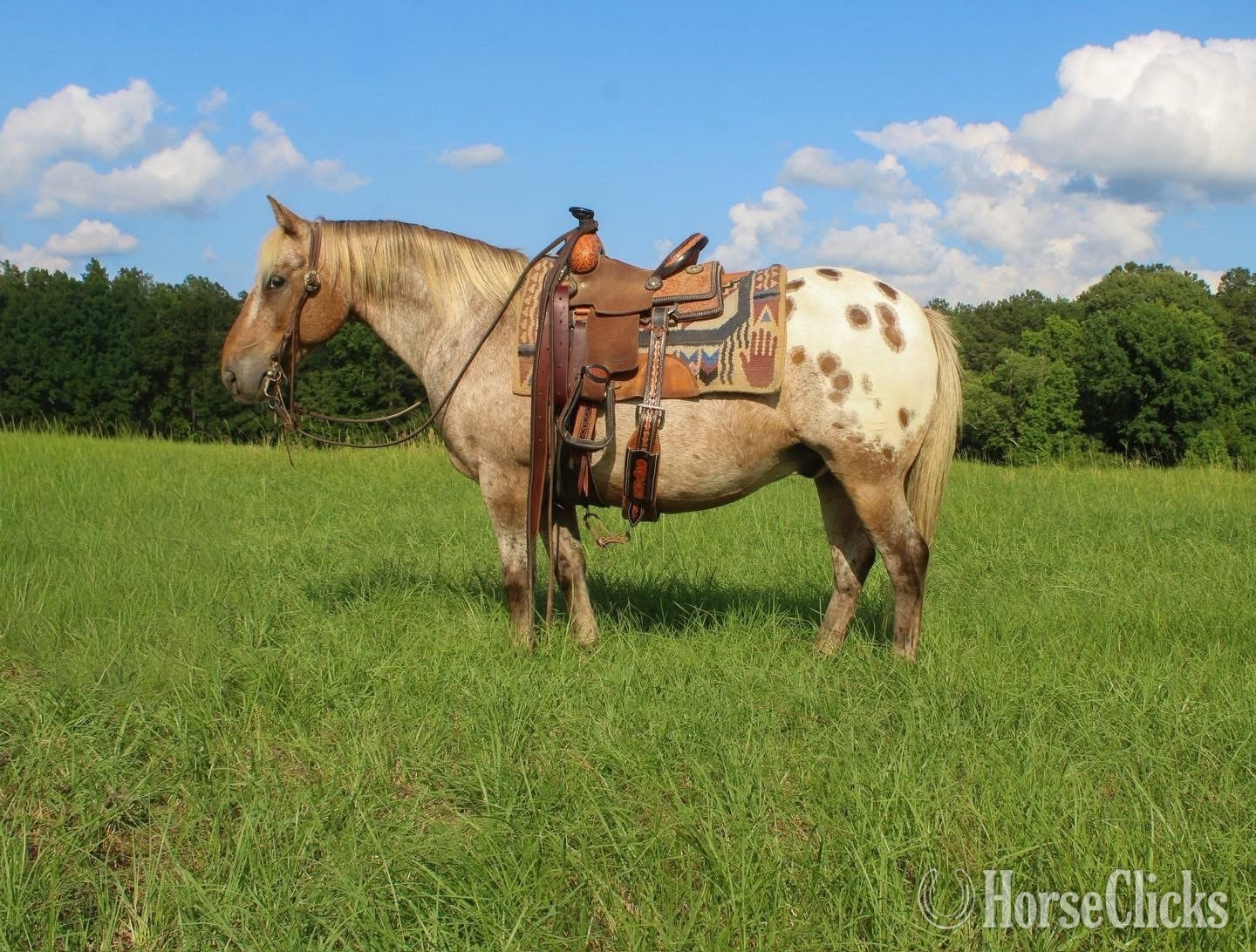 "Hercules " Red Roan Gelding Appaloosa