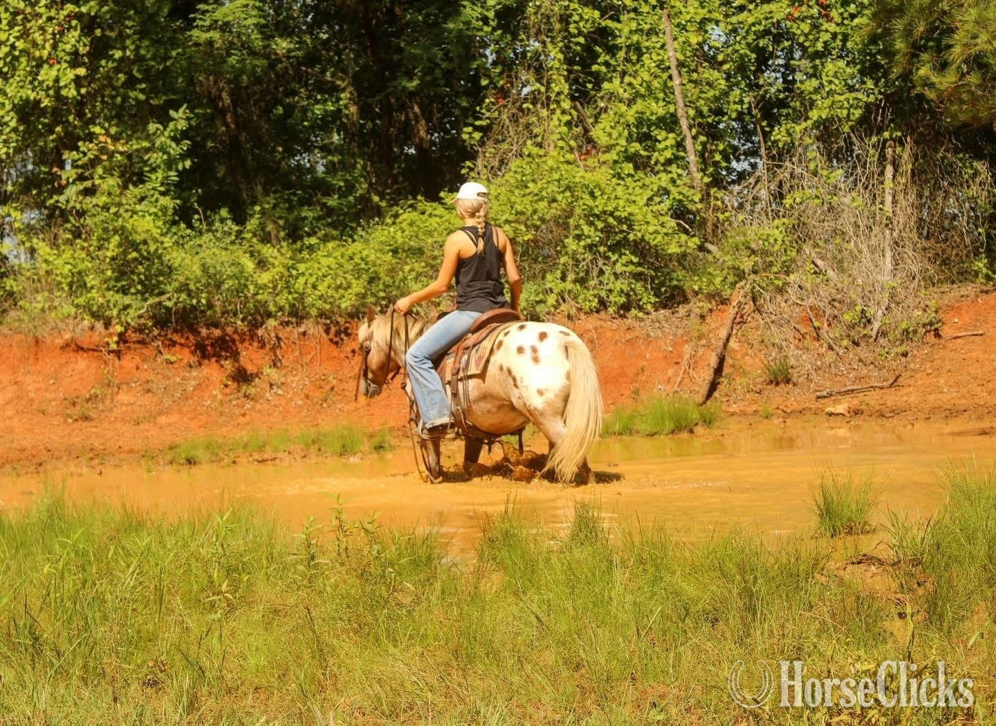 Kentucky "Hercules " Red Roan Gelding Appaloosa