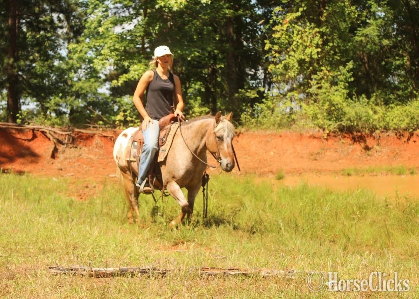 "Hercules " Red Roan Gelding Appaloosa - Appaloosa in Kentucky