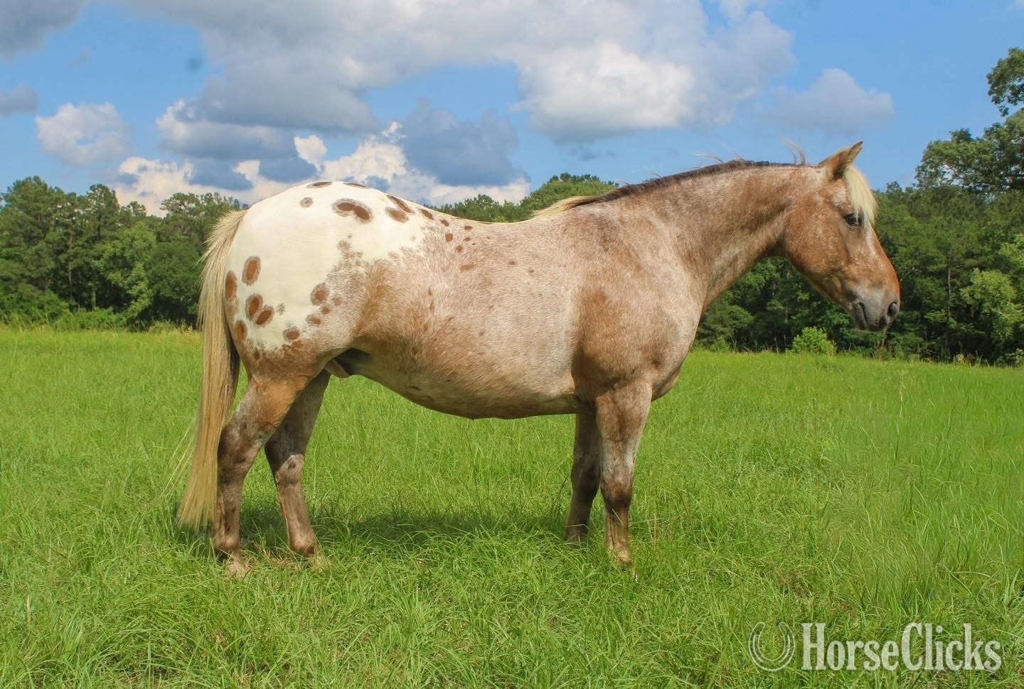 "Hercules " Red Roan Gelding Appaloosa Kentucky