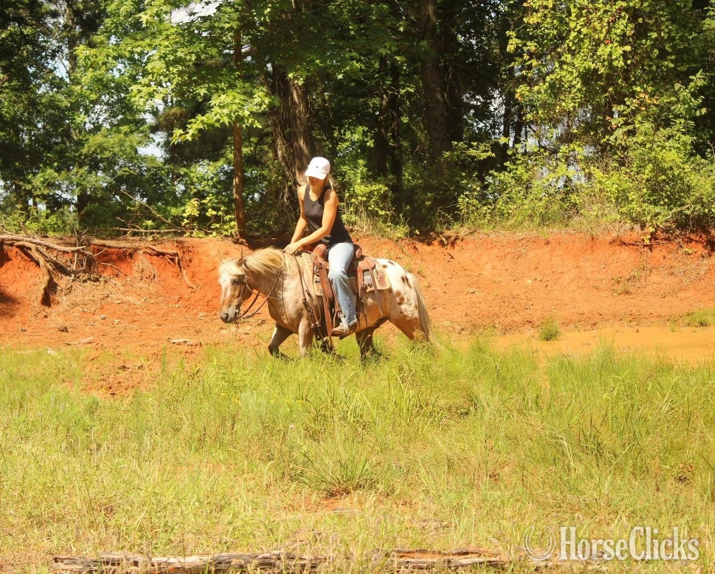 Appaloosa - "Hercules " Red Roan Gelding Appaloosa in Kentucky