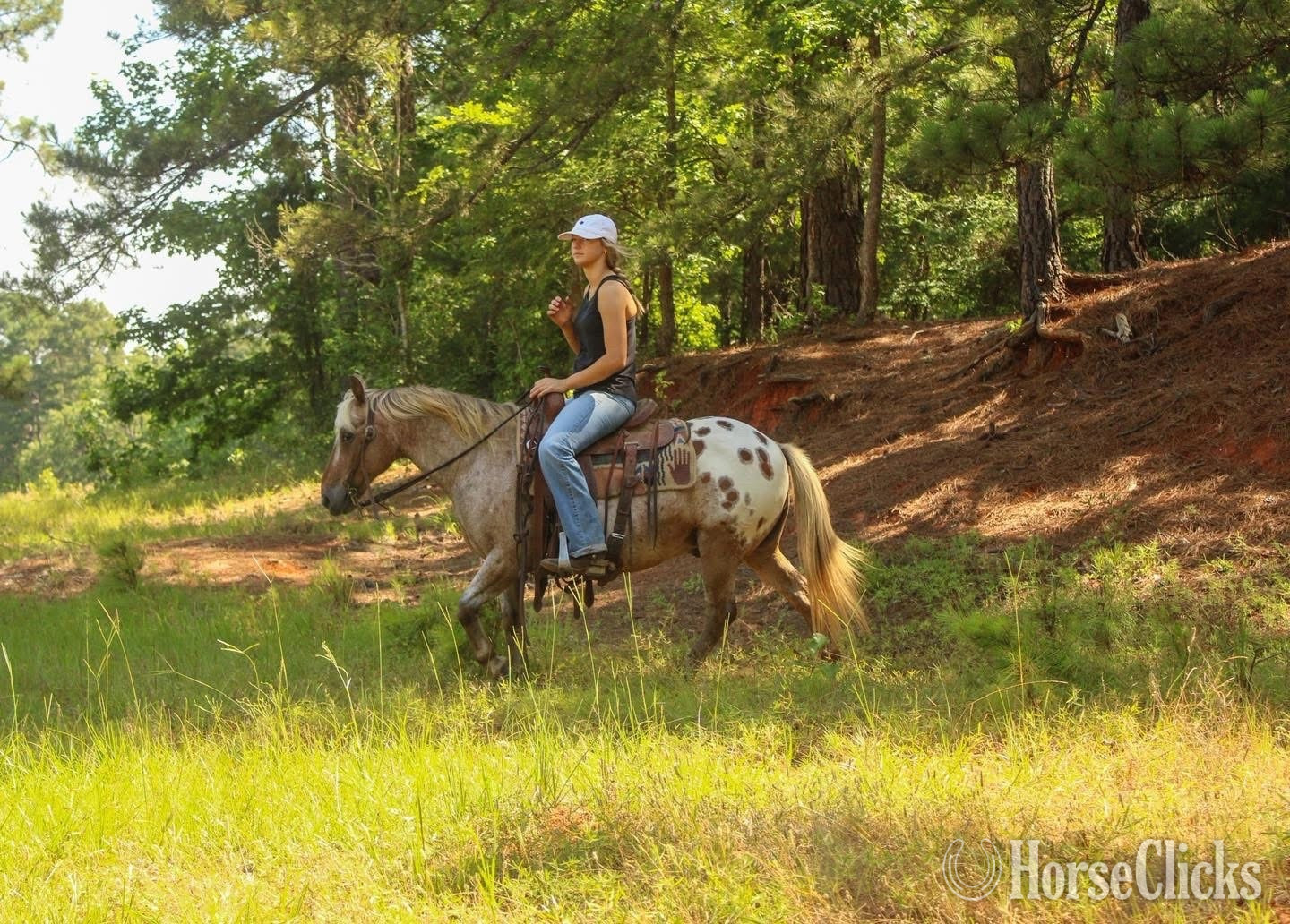 Appaloosa - "Hercules " Red Roan Gelding Appaloosa