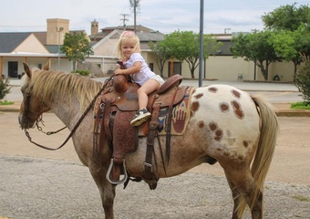 "Hercules " Red Roan Gelding Appaloosa