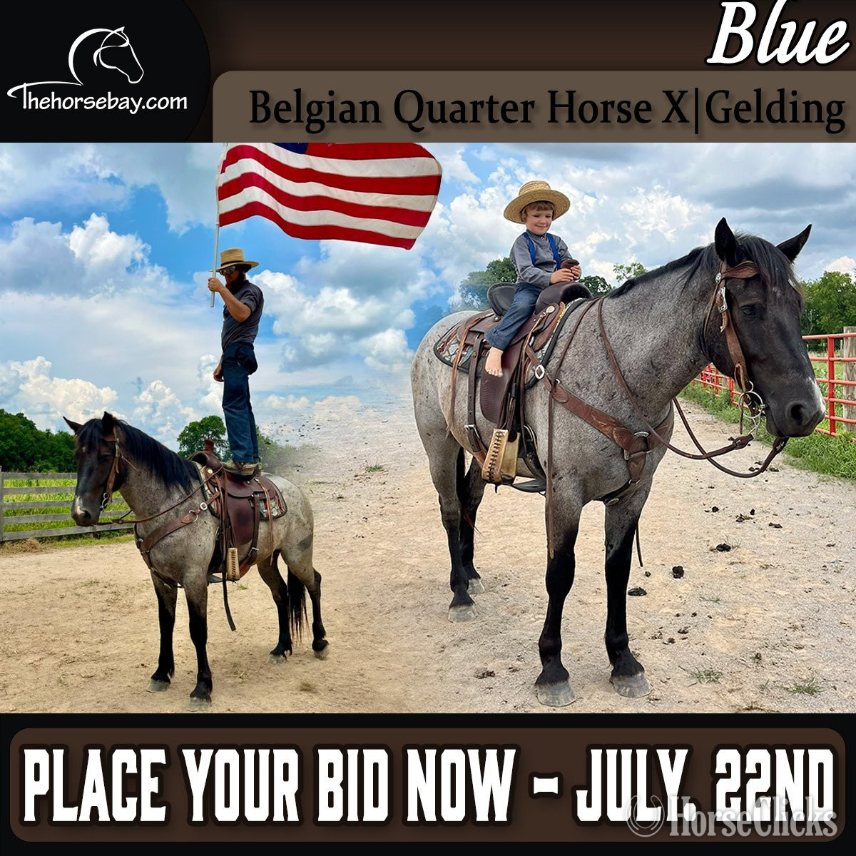 "Blue" Blue Roan Gelding Belgian in Kentucky