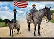 "Blue" Blue Roan Gelding Belgian