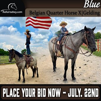 "Blue" Blue Roan Gelding Belgian