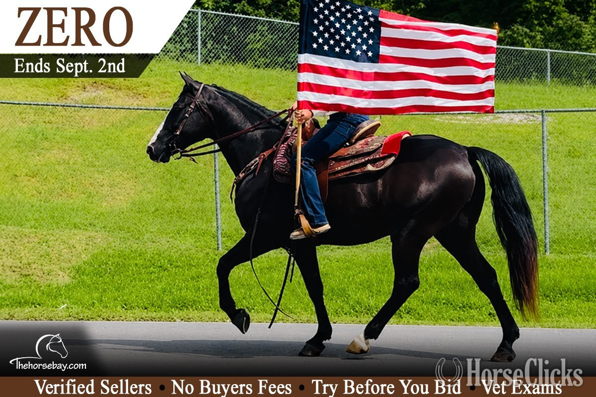 "Zero" Black Gelding Missouri Fox Trotter in West Virginia
