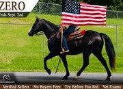 "Zero" Black Gelding Missouri Fox Trotter