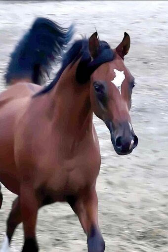 "Khal El DWA" Bay Colt Arabian
