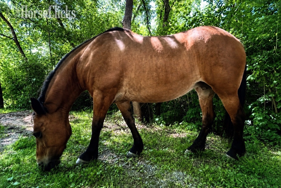 "Arwen" Bay Mare Morgan in Pennsylvania