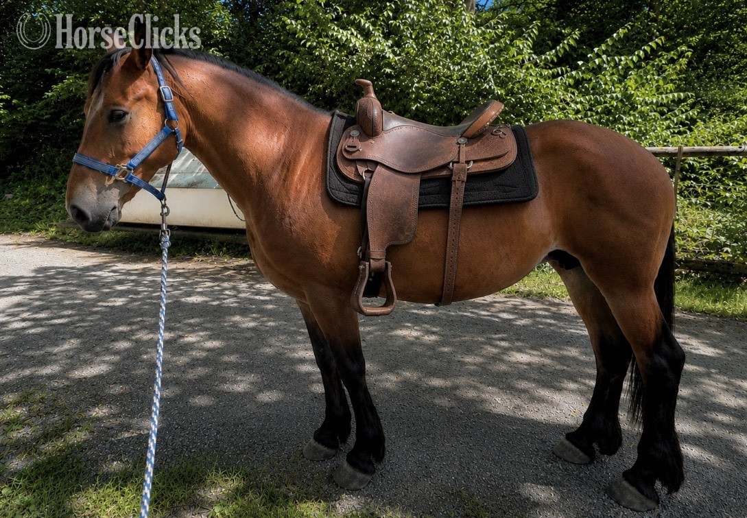 "Arwen" Bay Mare Morgan