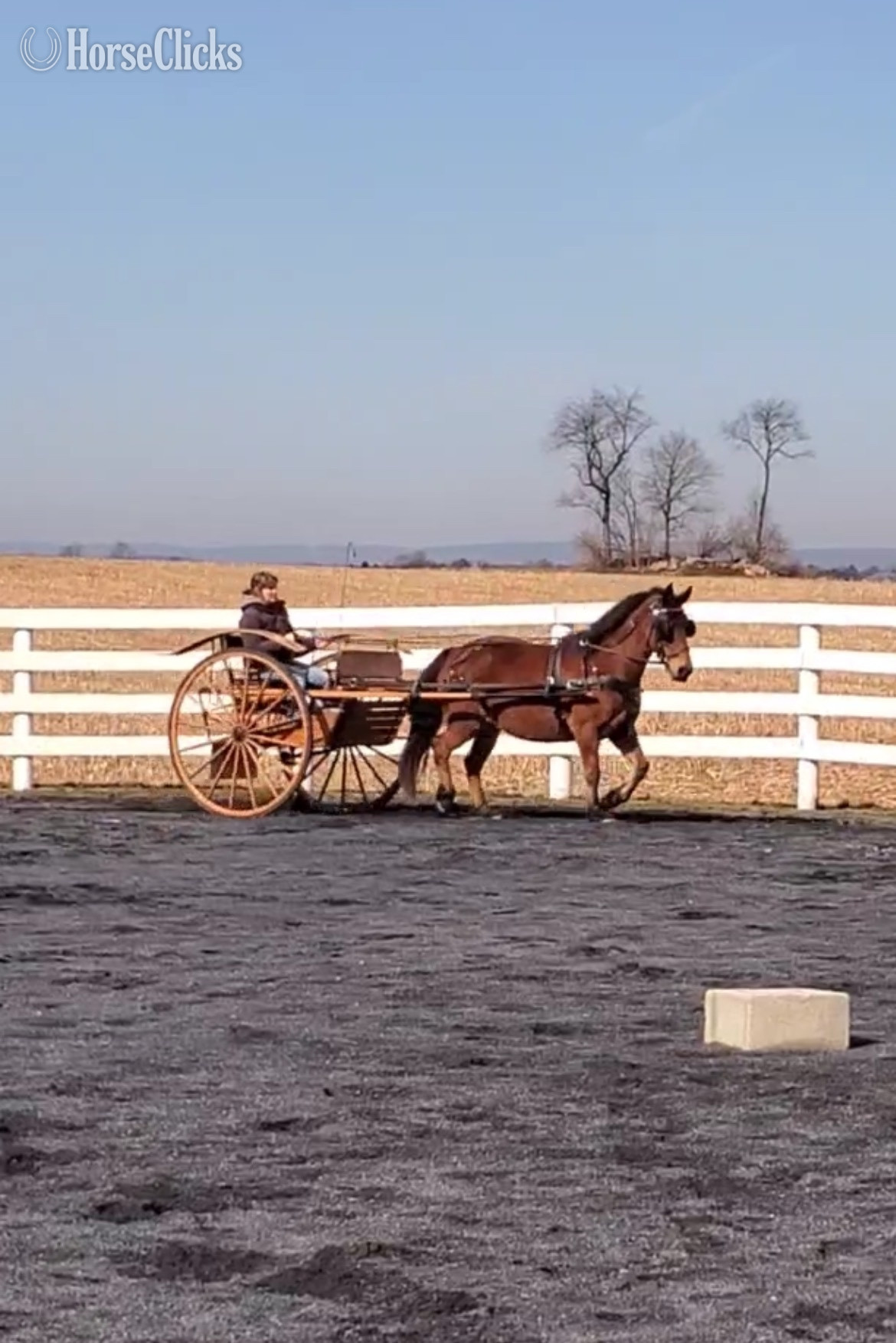 Pennsylvania "Arwen" Bay Mare Morgan