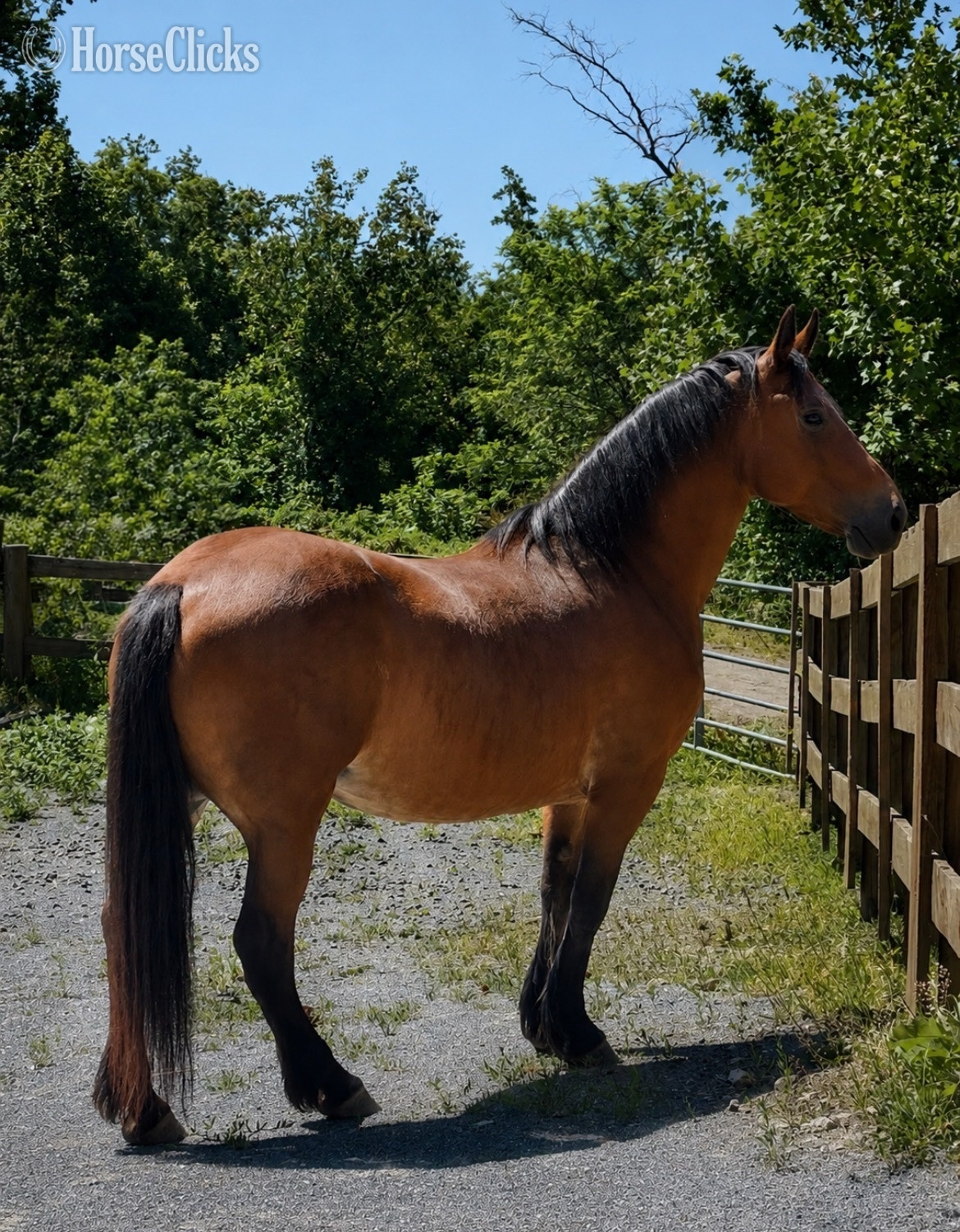"Arwen" Bay Mare Morgan - Morgan