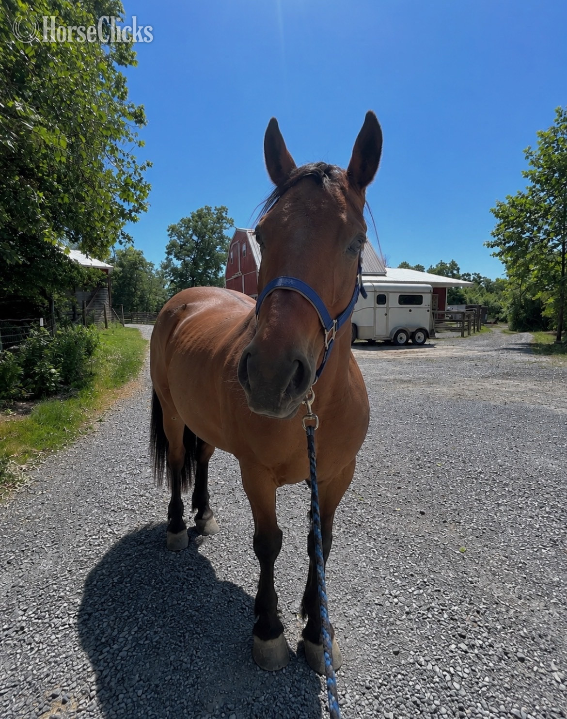 "Arwen" Bay Mare Morgan Pennsylvania