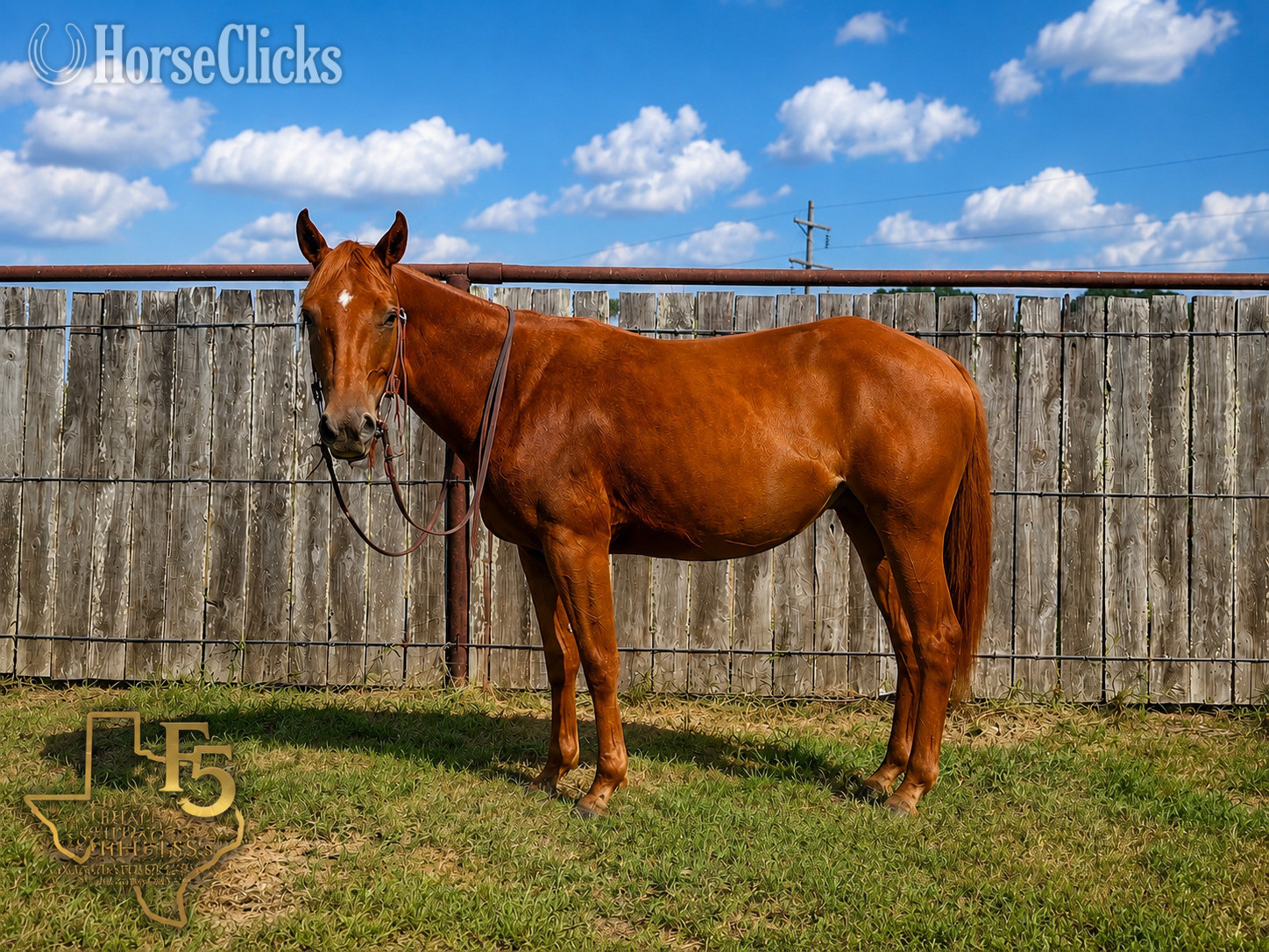 "Maple" Sorrel Filly Quarter Pony in Texas