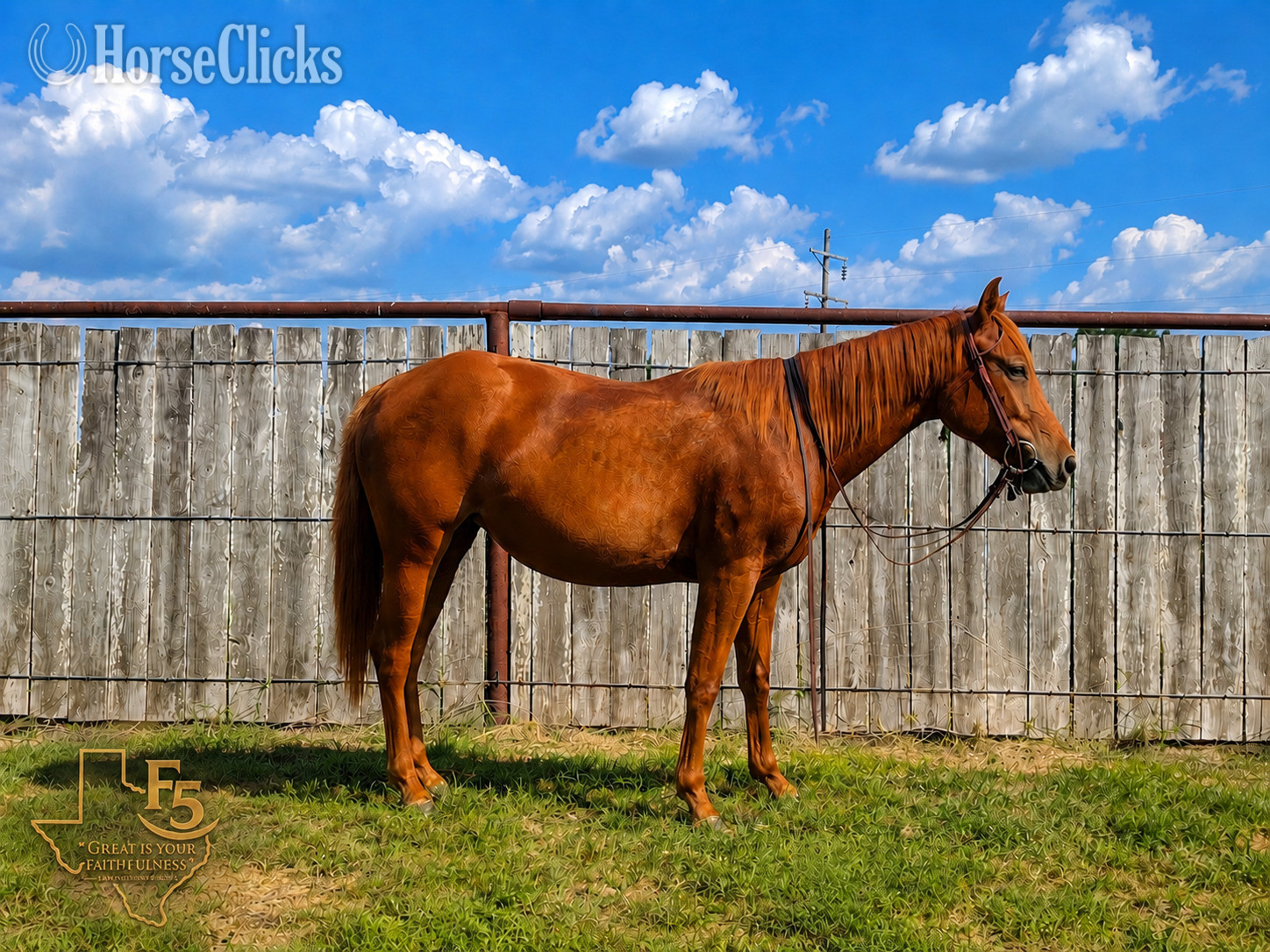 "Maple" Sorrel Filly Quarter Pony