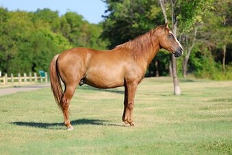 "HILLBILLY" Dun Gelding Quarter Horse