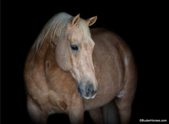 "Cheesy" Palomino Gelding Quarter Horse