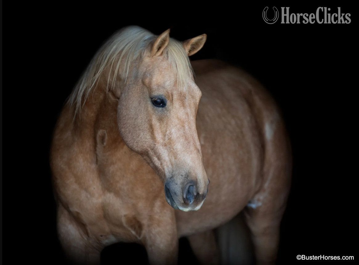 "Cheesy" Palomino Gelding Quarter Horse in Texas