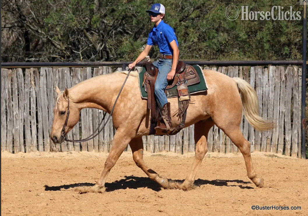 "Cheesy" Palomino Gelding Quarter Horse