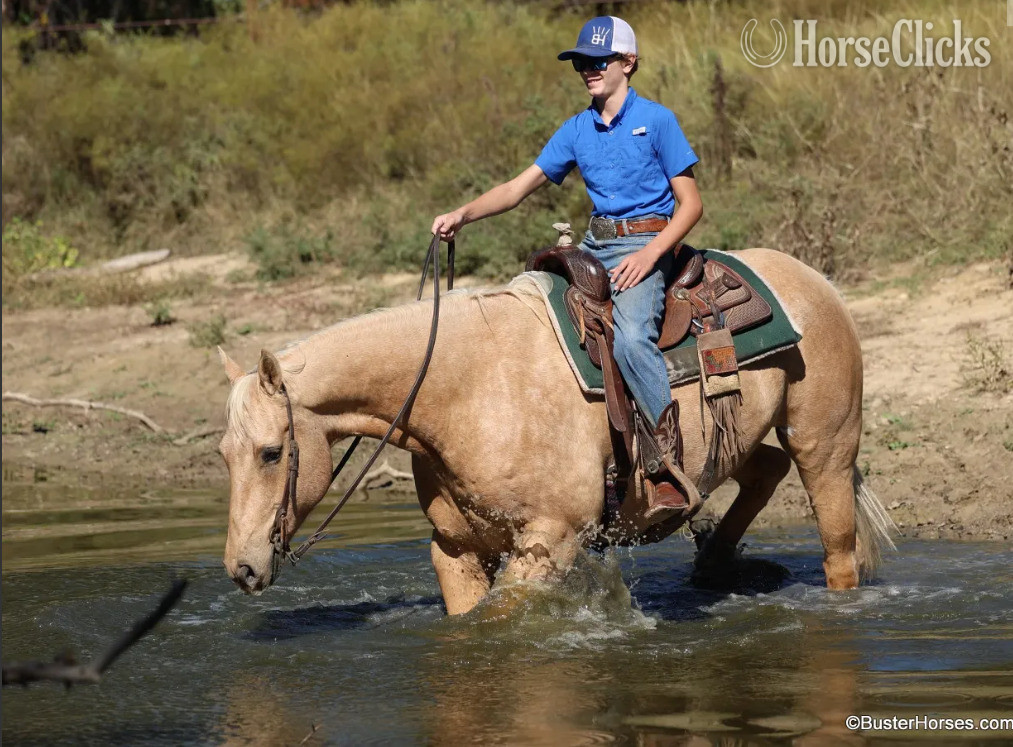 "Cheesy" Palomino Gelding Quarter Horse - Quarter Horse in Texas