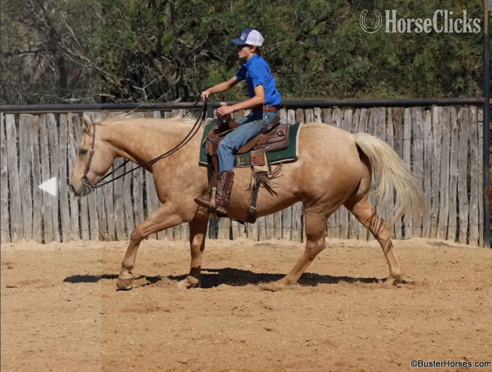 "Cheesy" Palomino Gelding Quarter Horse - Quarter Horse