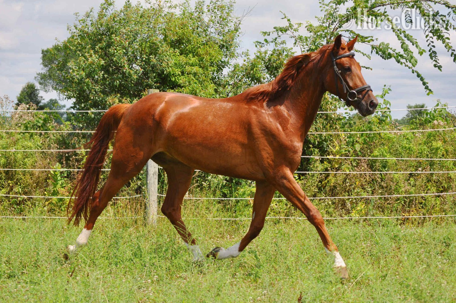"Pumbaa La Perle " Chestnut Gelding Dutch Warmblood in Ohio