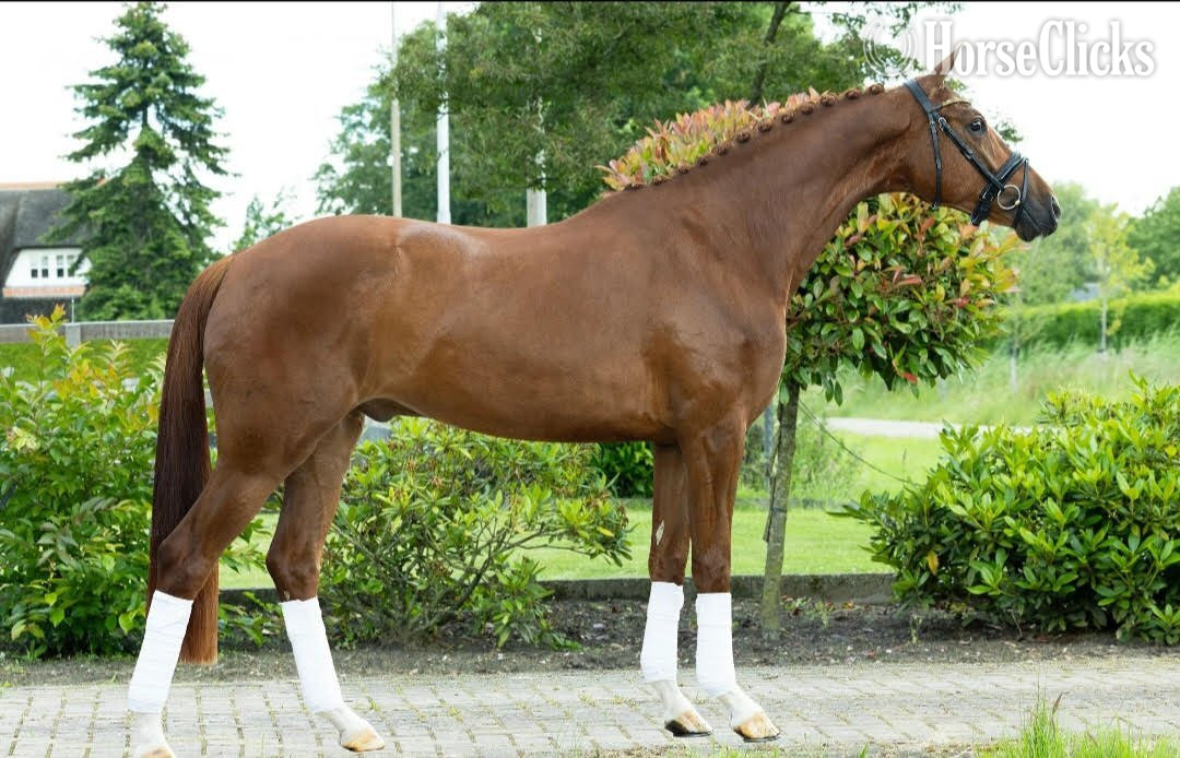 "Pumbaa La Perle " Chestnut Gelding Dutch Warmblood