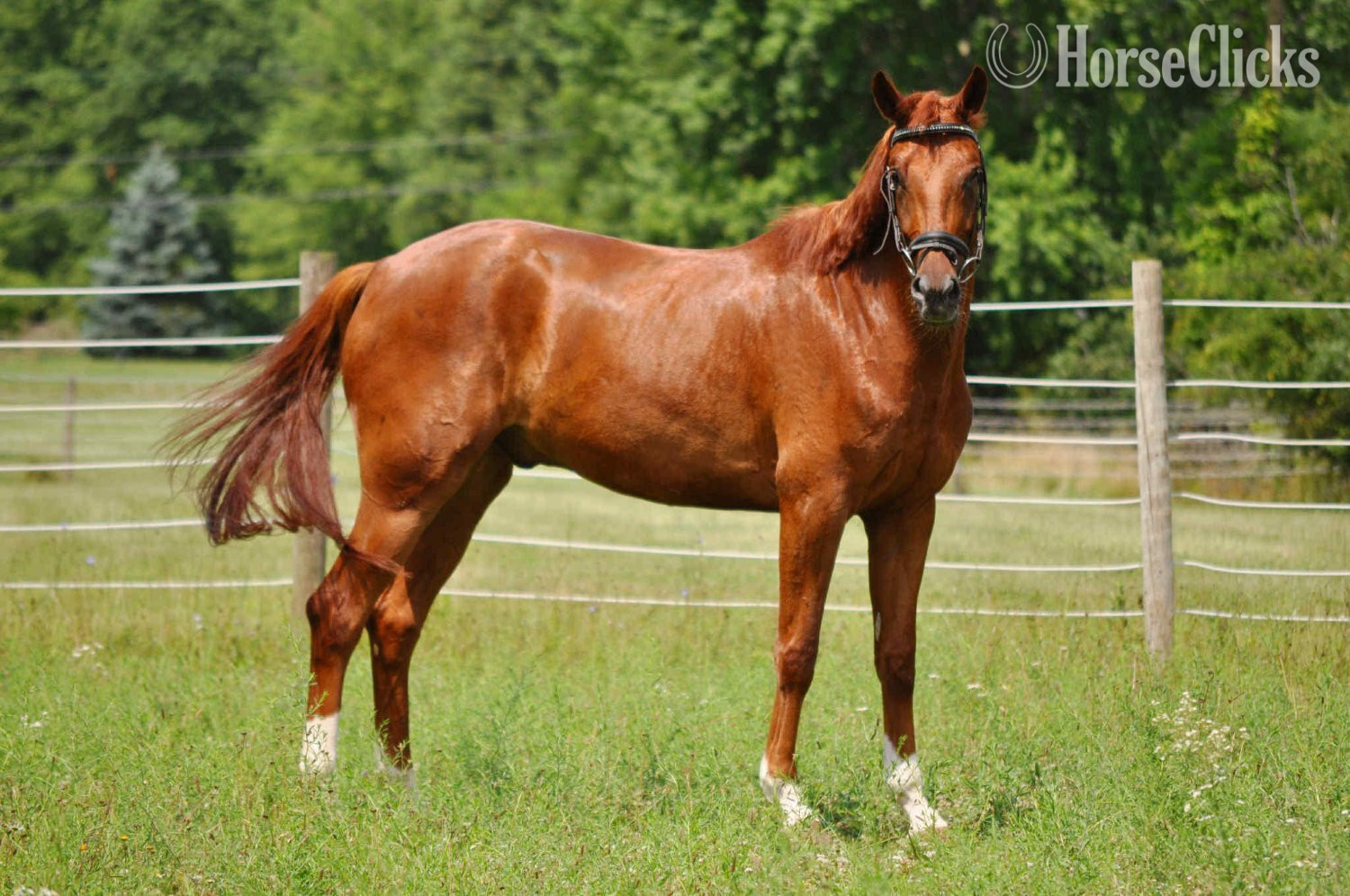 Ohio "Pumbaa La Perle " Chestnut Gelding Dutch Warmblood