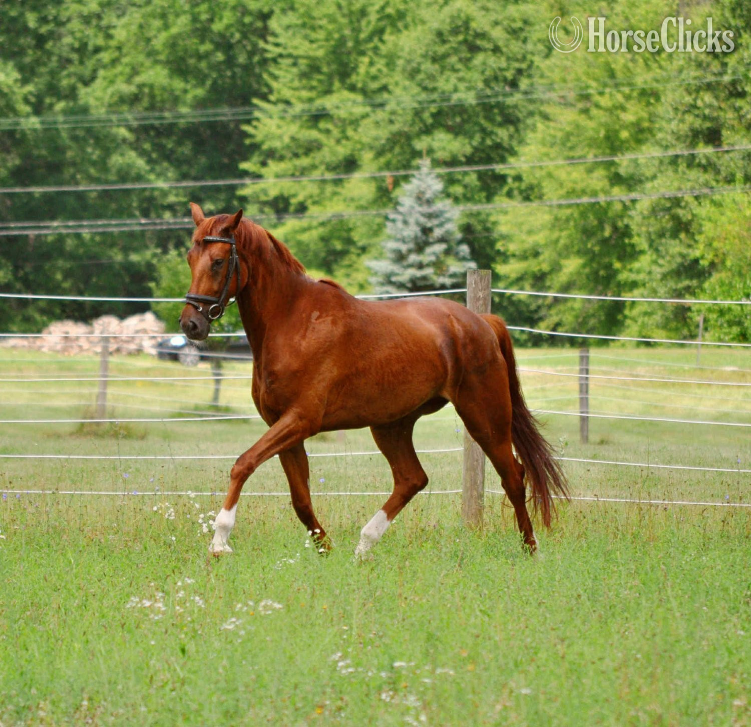 "Pumbaa La Perle " Chestnut Gelding Dutch Warmblood - Dutch Warmbloods in Ohio