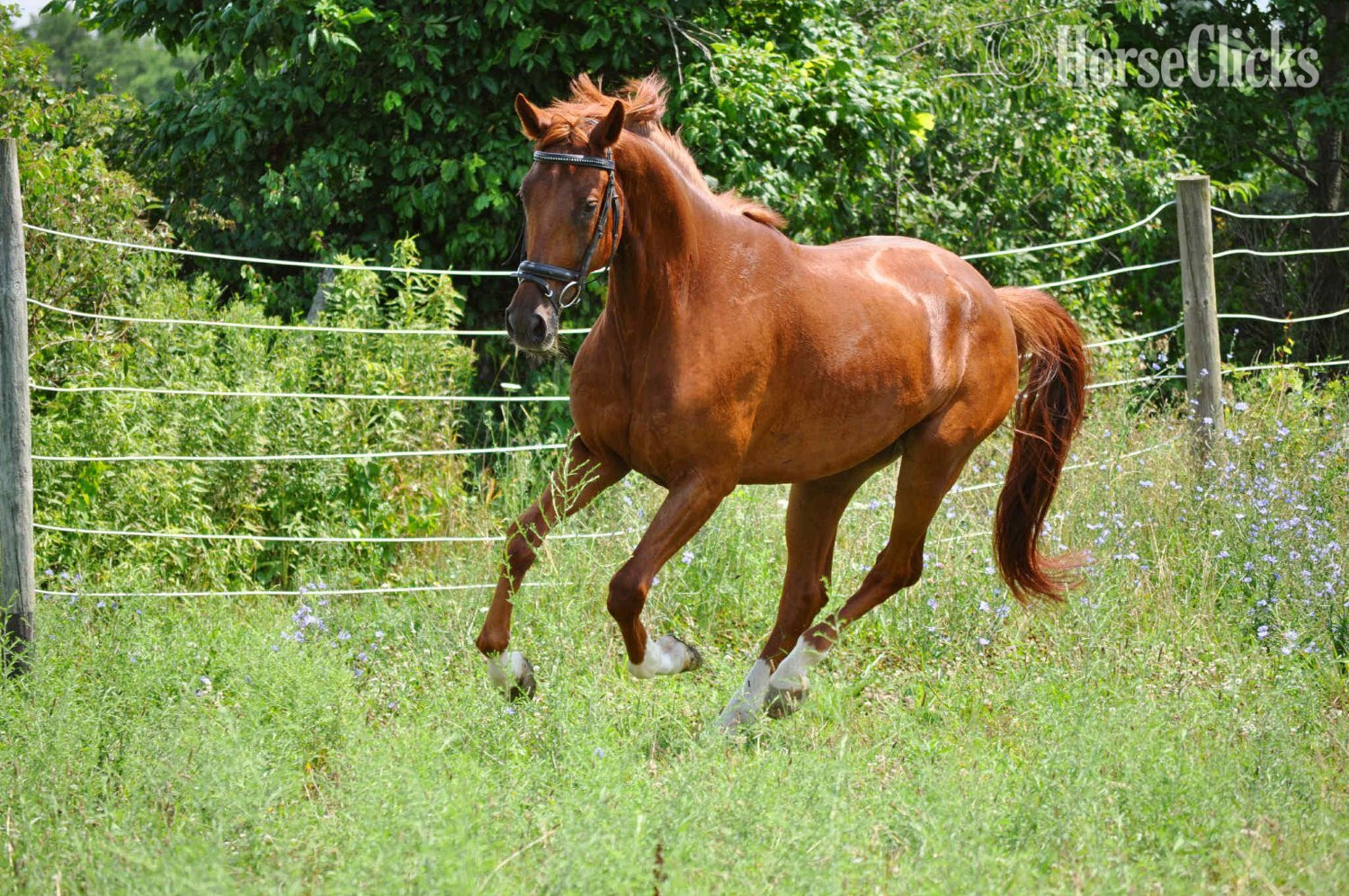 "Pumbaa La Perle " Chestnut Gelding Dutch Warmblood - Dutch Warmbloods