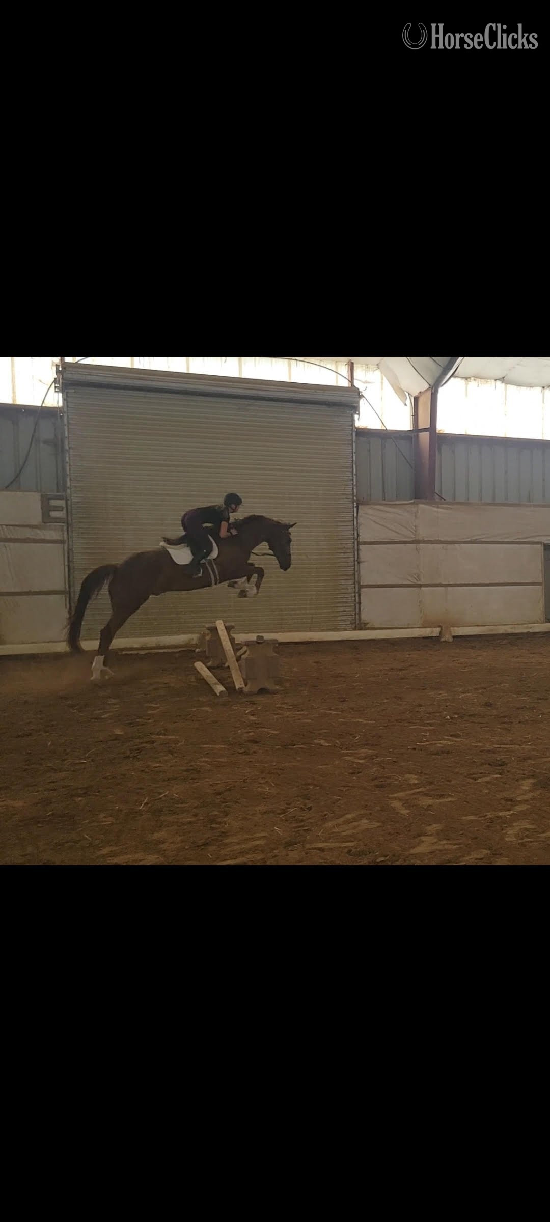 "Pumbaa La Perle " Chestnut Gelding Dutch Warmblood Ohio